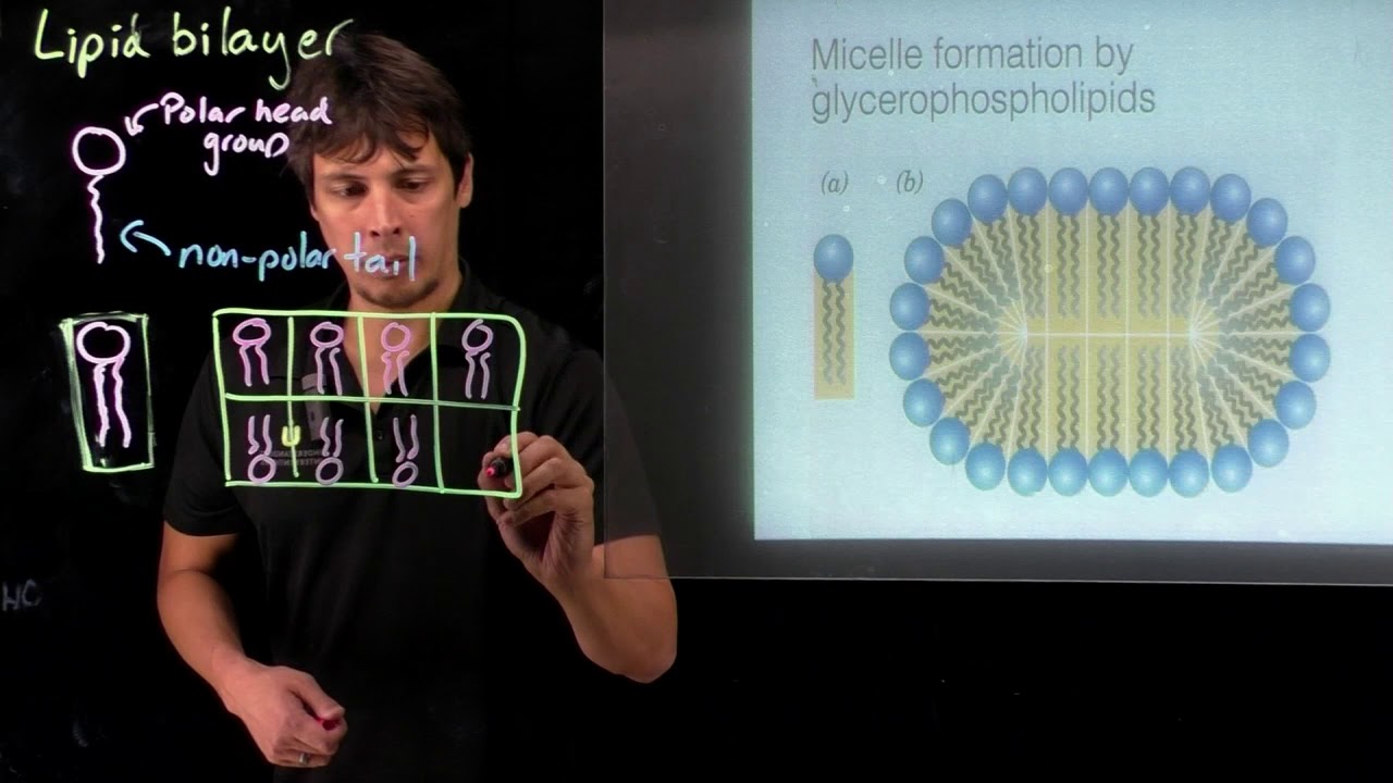 Topic 11.8 - Lipid bilayer