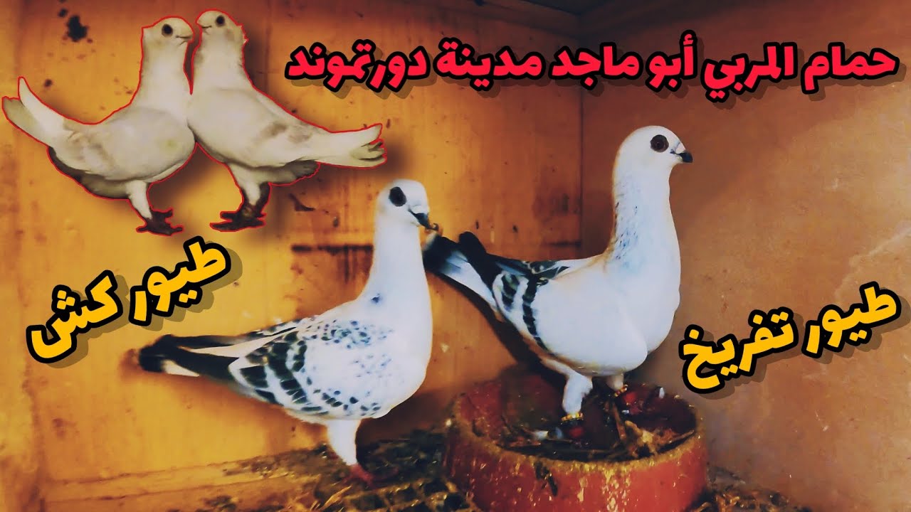 حمام المربي أبو ماجد في مدينة دورتموند الألمانية 🕊🕊