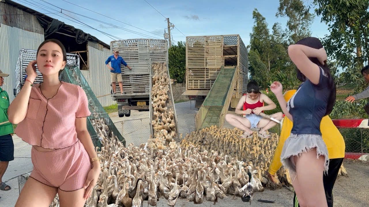 80,000 ducks were herded to a new area for free-range grazing