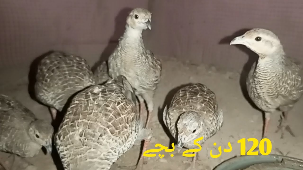 Animals and birds sound | dakhni Teetar k Bache | Teetar chicks | grey francolin babies and eggs
