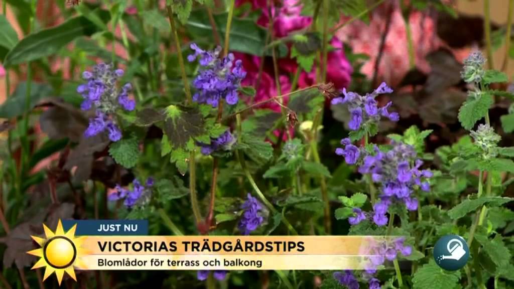 Vitcotria Skoglund tipsar och träd och blomlådor - Nyhetsmorgon (TV4)