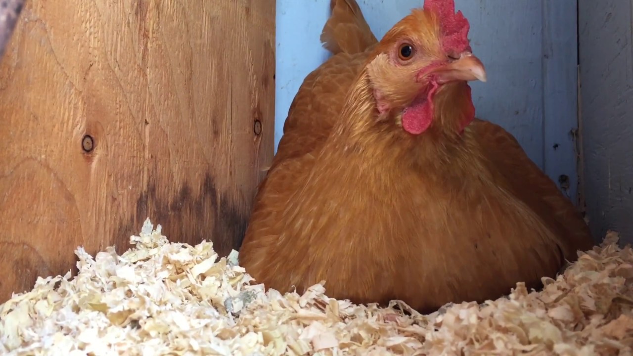 Hen Lays An Egg