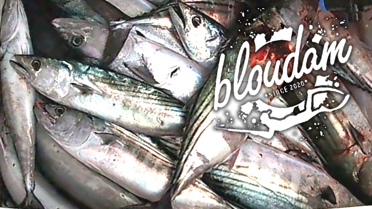 ABSOLUTE CHAOS FISHING FOR BONNIES