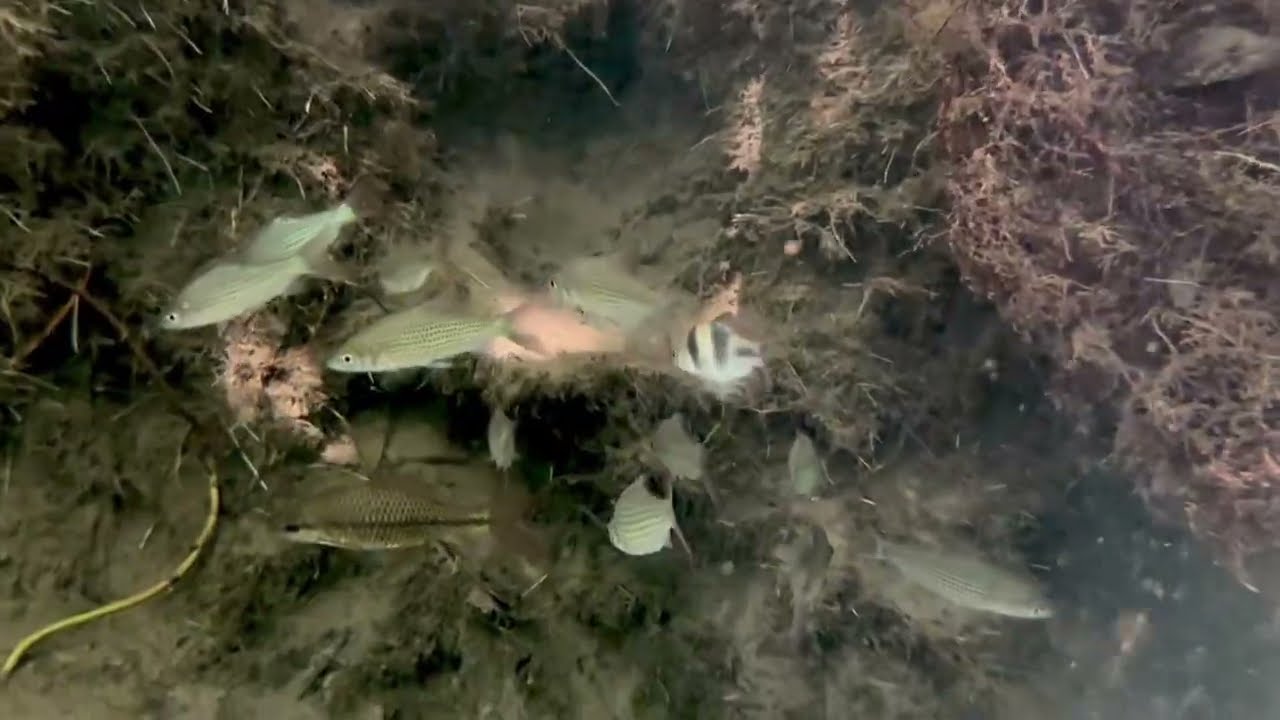 Krabi District Thailand - Snorkeling with Barbs 