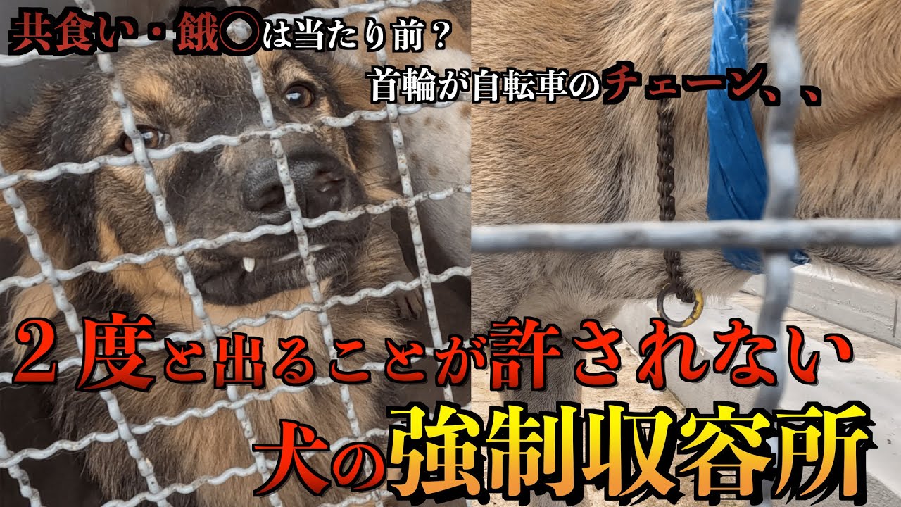 犬同士、共食いしている？！飢えた犬達を強制収容所からレスキューしにいく。