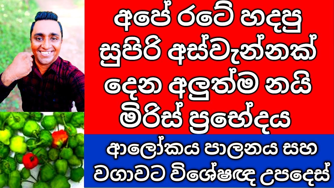 New High Yield Nai Miris Variety Sri Lanka වැඩි අස්වැන්නක් දෙන ශ්‍රී ලංකාවේ  නවතම නයිමිරිස් ප්‍රභේදය