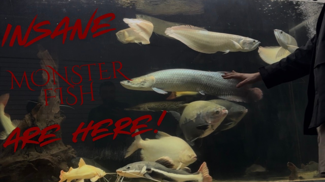 our BIGGEST fish yet!!!!