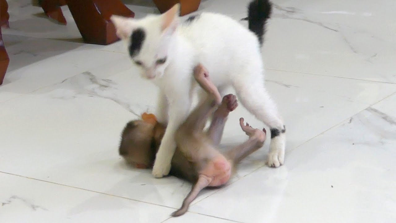 Very Funny Video | Baby monkey Alan Funny when playing with cat