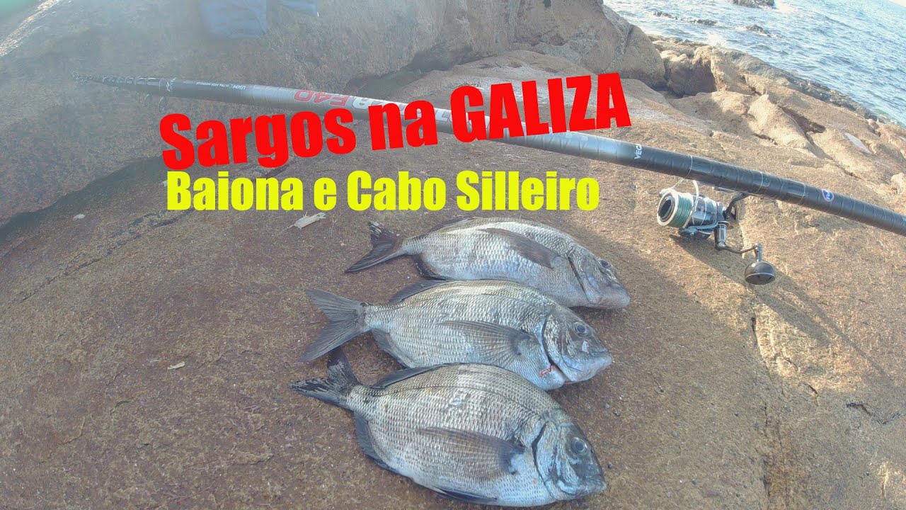 Sargos em Espanha - Baiona e cabo Silleiro