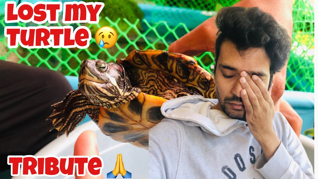 Tribute to Turtle | Indian Aqua Boy03 Turtle | Lost my Turtle 😢 | Turtles love ❤️🐢