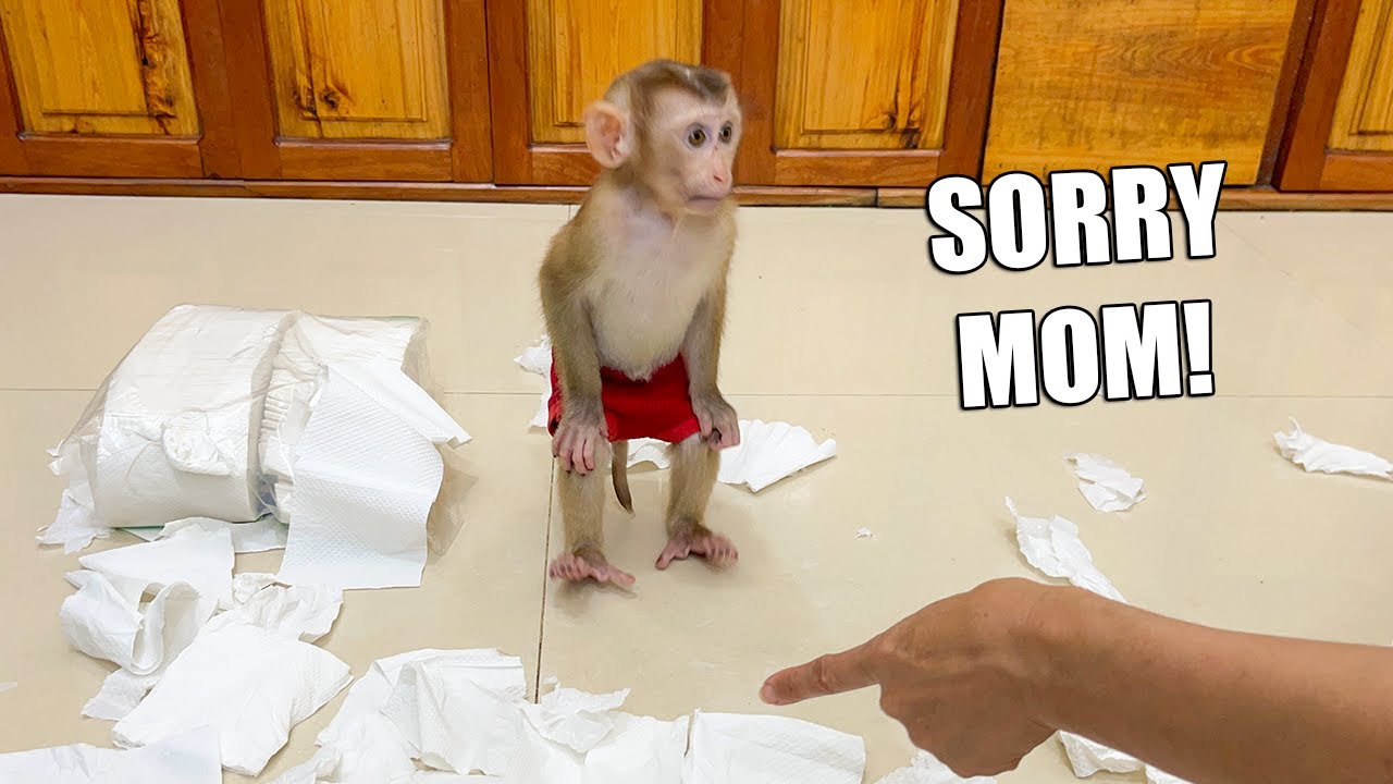 Monkey YuYu was Punished for being Naughty and Ruining Everything!