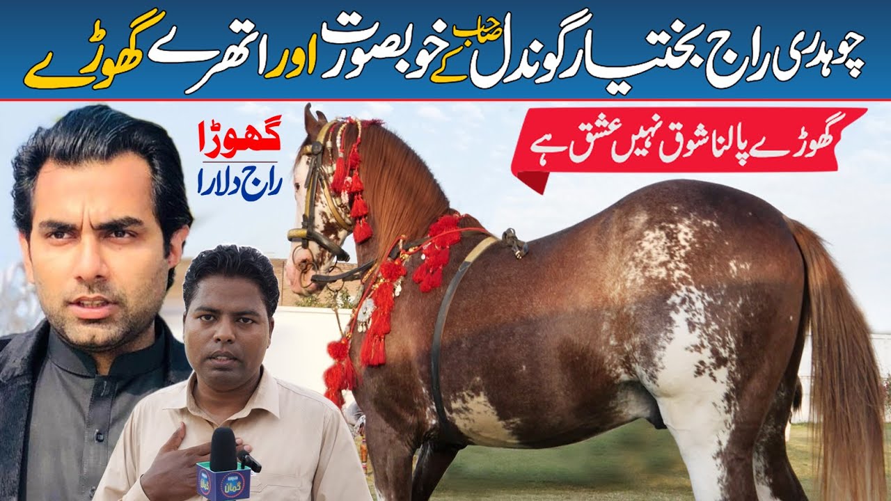Ch Raj Bakhtiar Gondal's VIP Farmhouse | See our beautiful breeder horses |  Horse Raj Dulara