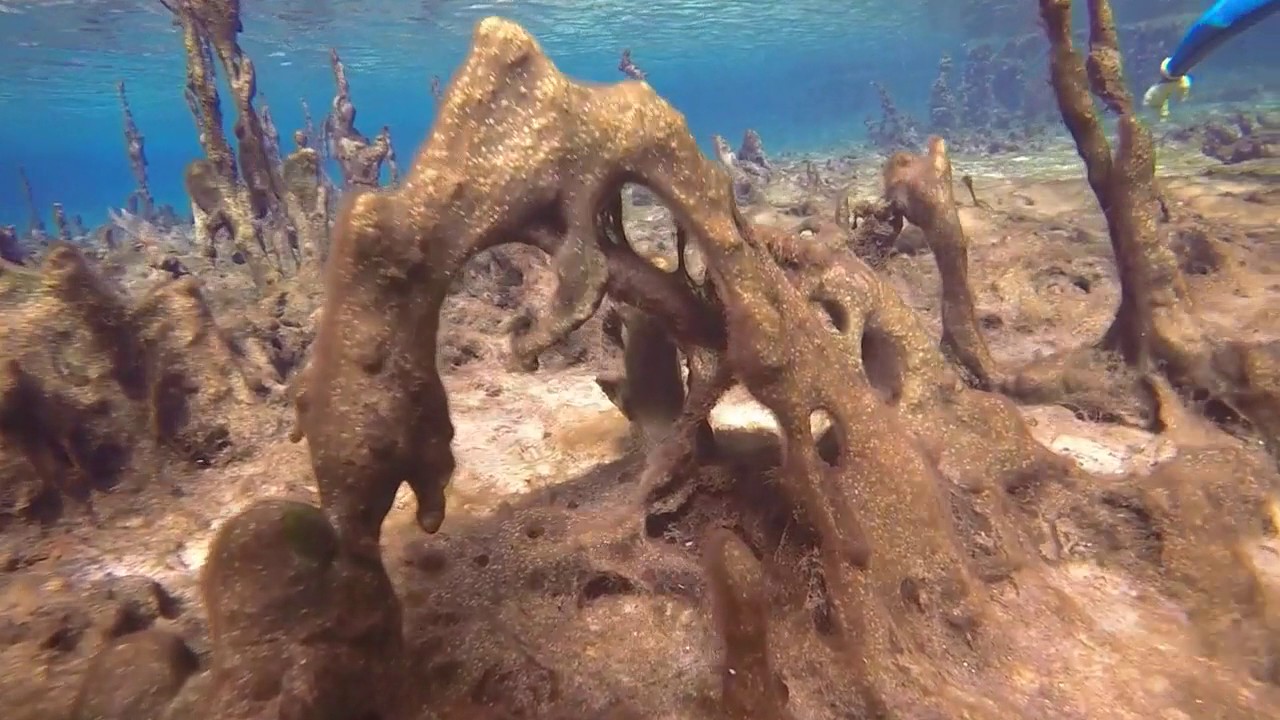 Scuba diving Ocala at Blue Sink and Alexander Springs
