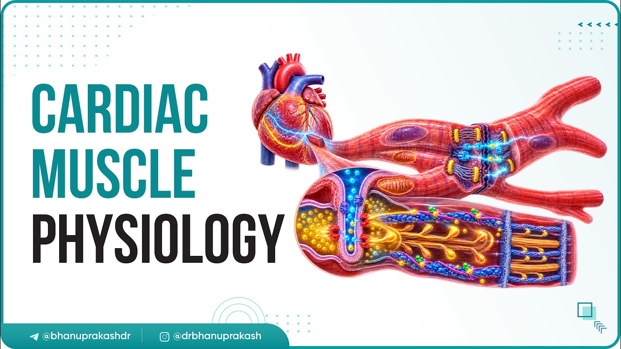 Cardiac Muscle Physiology Animation