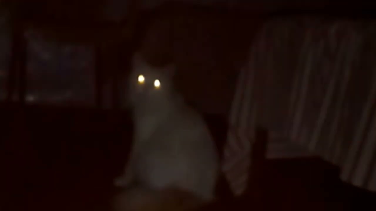 Cat shorts 