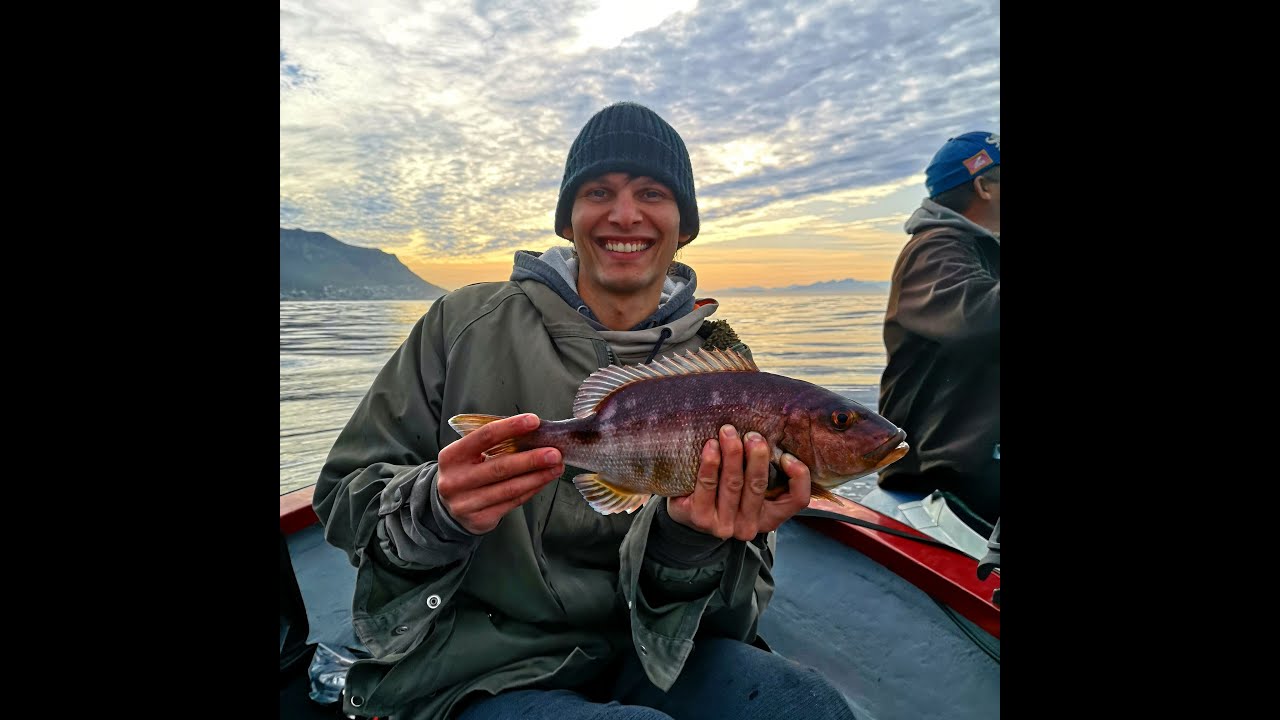 Red Steenbras, shark, squid catch