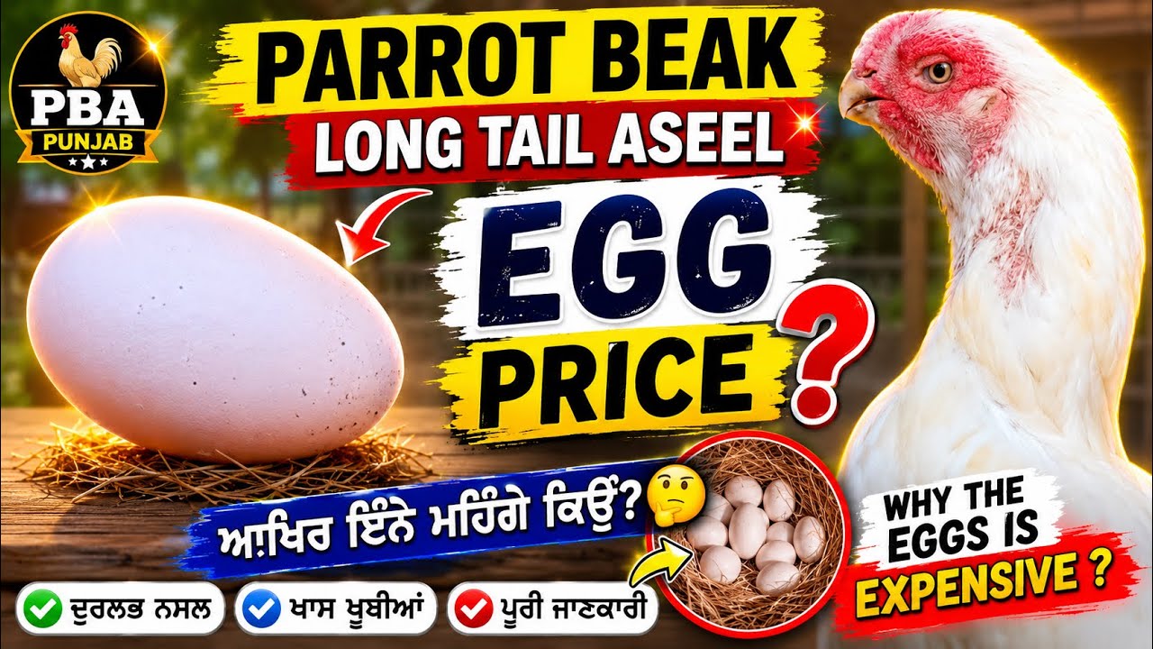 Parrot Beak Long Tail Egg Price | Low Price eggs Parrot Beak @Pba.panjab