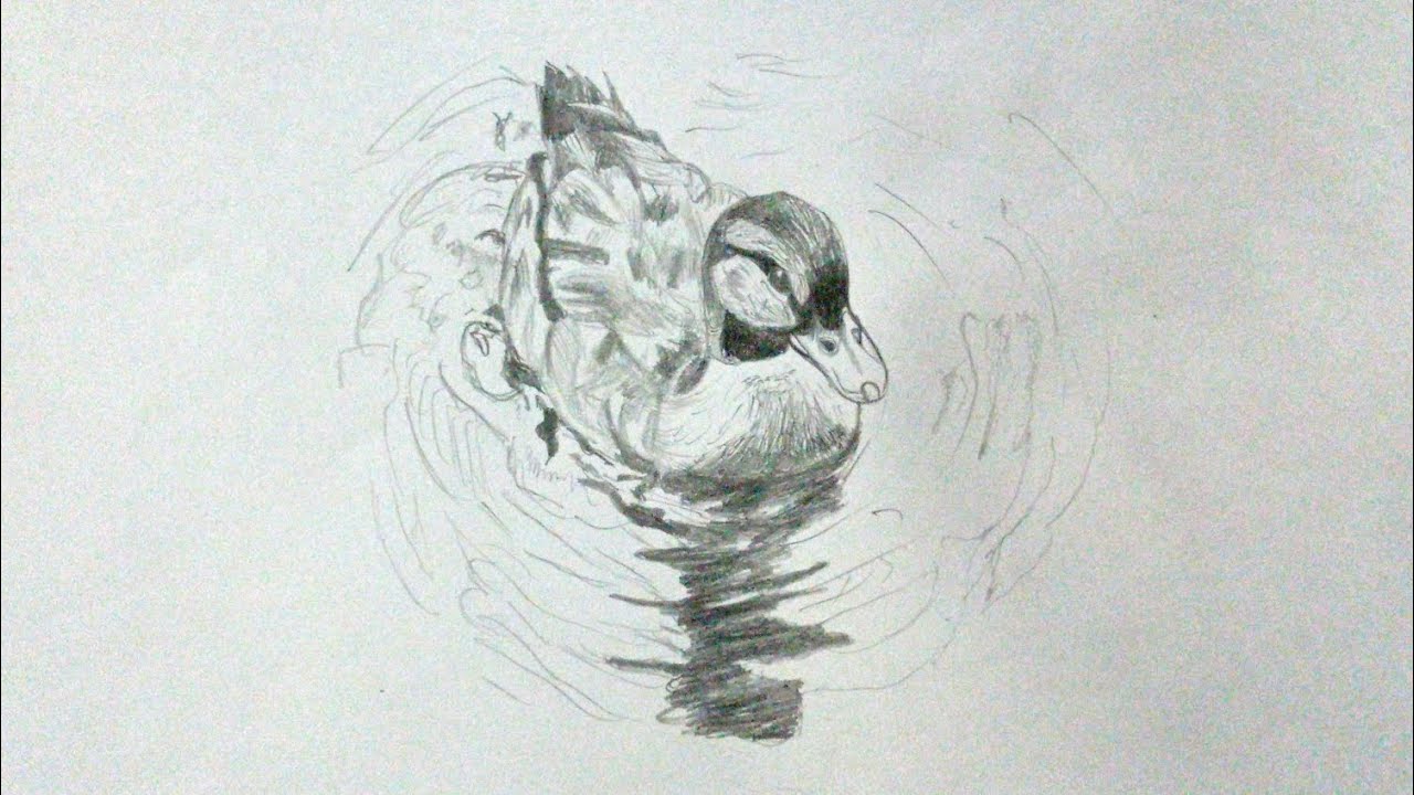 วาดเป็ดแรเงาด้วยดินสอ Draw a duck with shading using a pencil. 