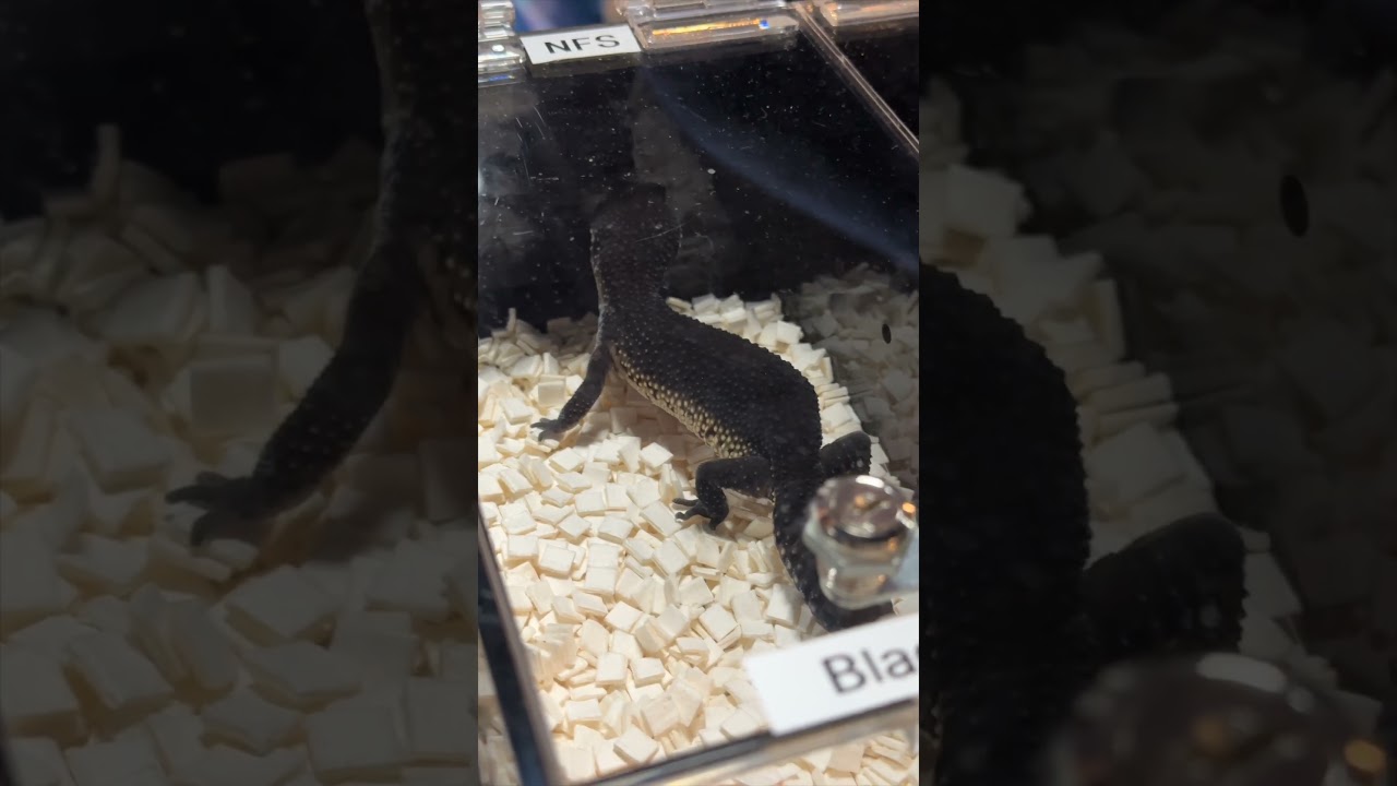 $2000 Pet Gecko 🦎  ULTRA Rare Leopard Gecko 😱💰