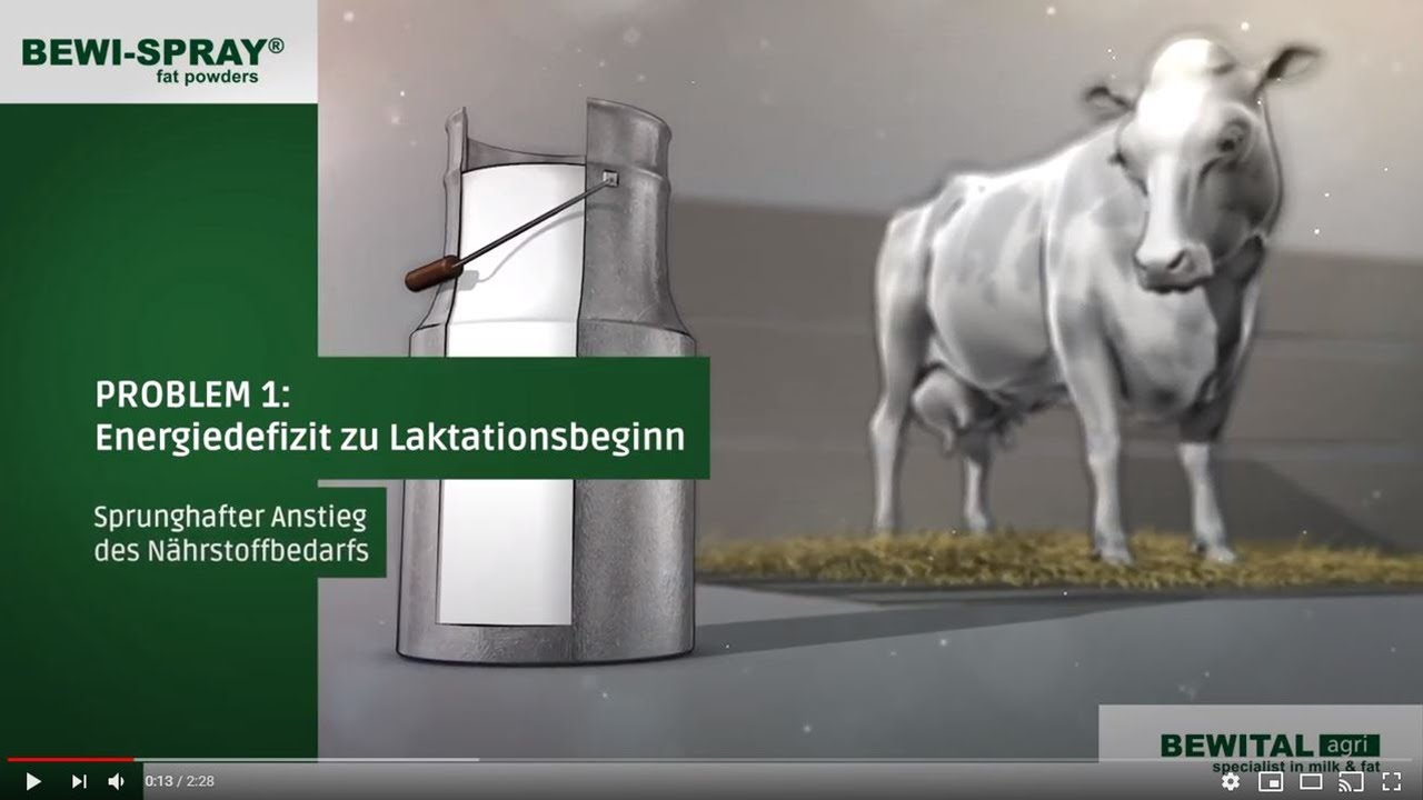 Gesunde Kühe   hohe Leistungen auch in Stresssituationen