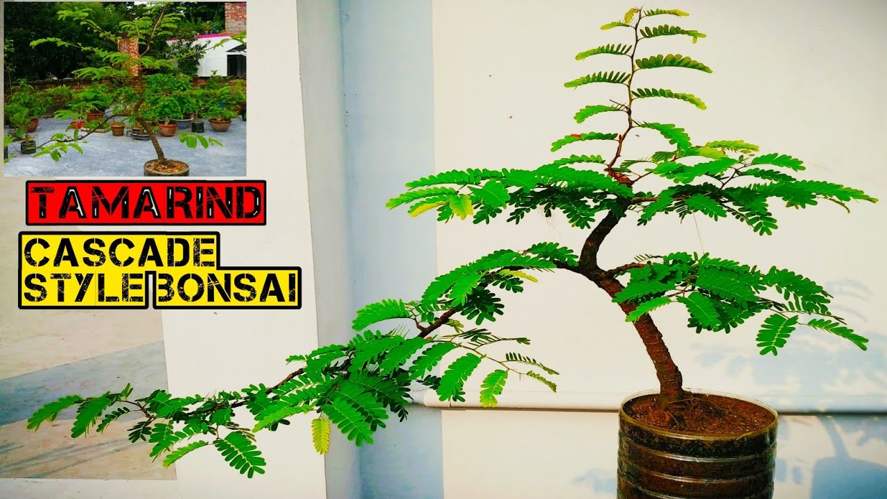 Cascade Style Tamarind Bonsai Tree | Semi Cascade Bonsai#youtube #bonsai #tamarind #garden #ficus