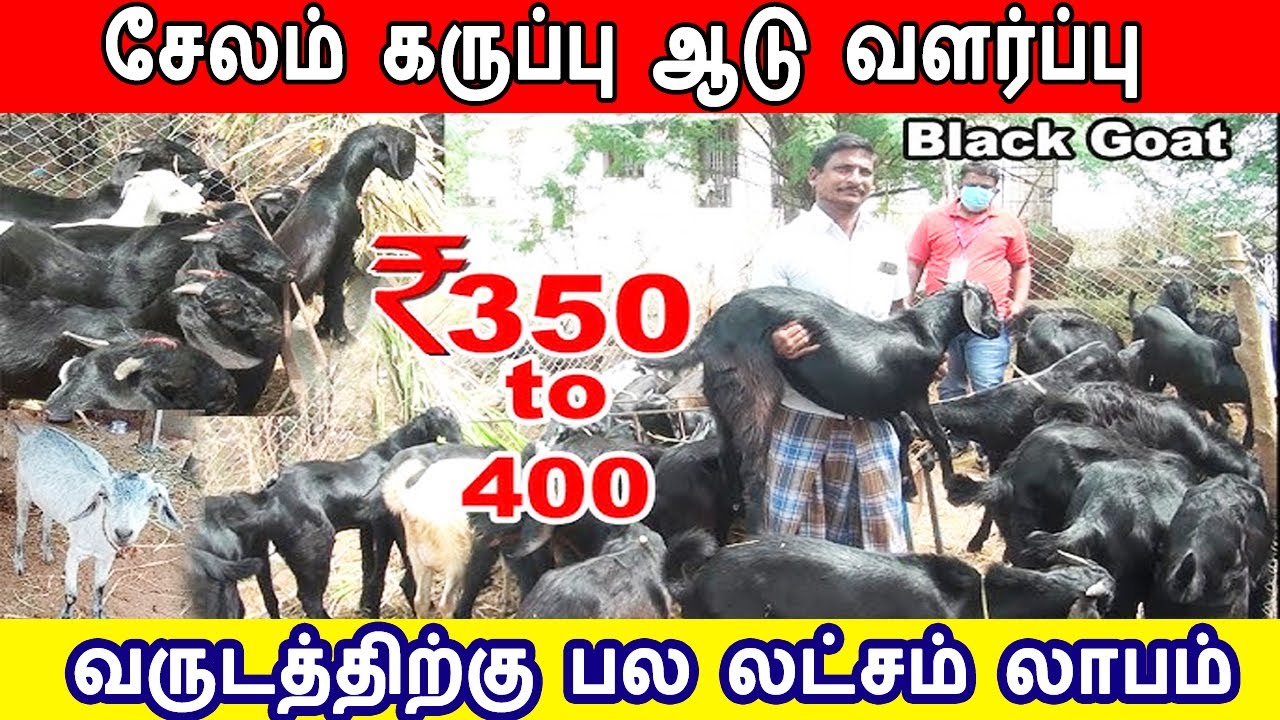 salem karuppu aadu | சேலம் கருப்பு ஆடு வருடத்திற்கு பல லட்சம் லாபம் | aadu valarppu | karuppu aadu
