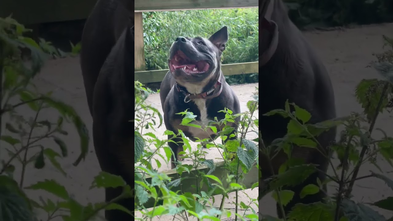 American bully muscletone bully 