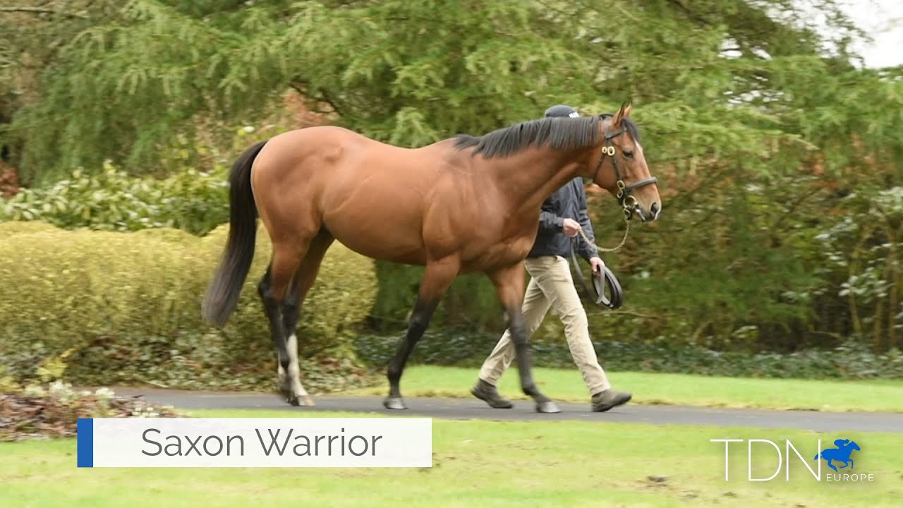 First Yearlings For Saxon Warrior
