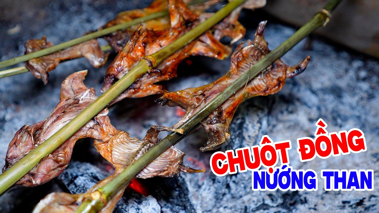 Rài Bẩy Đất Bắt Chuột Đồng 24h Ở Rừng U Minh