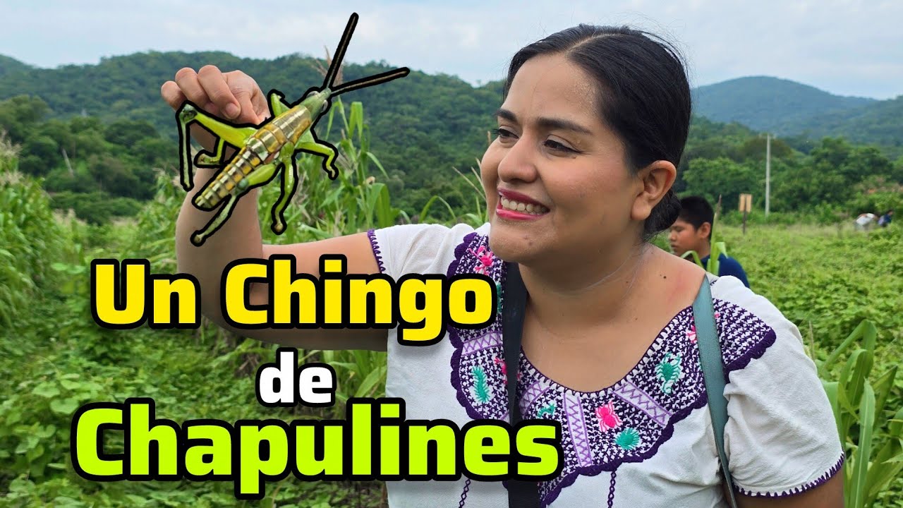 INCREIBLE TORNEO de CHAPULINES en la COSTA de OAXACA🦗💲Barra de Copalita. 