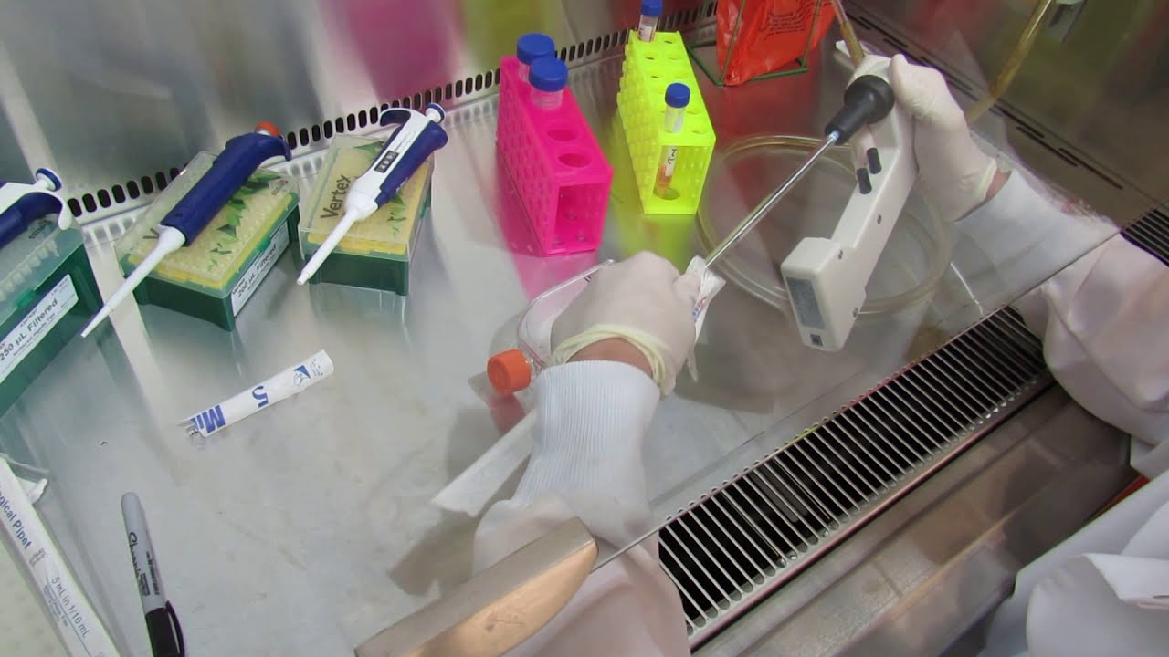 MSU Cell Biology (BIO 320) -  Lab 1: Cell Culture Trypsin Step (Video 3)