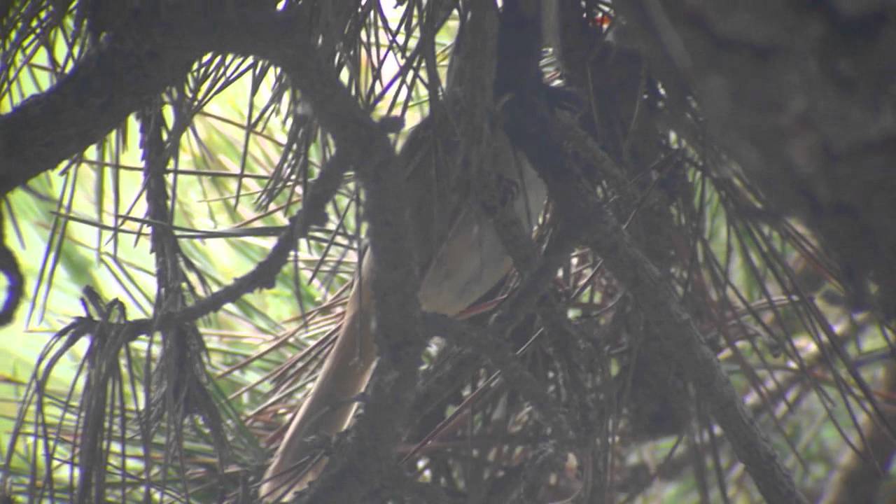 Manchurian Bush Warbler (Horornis canturians)