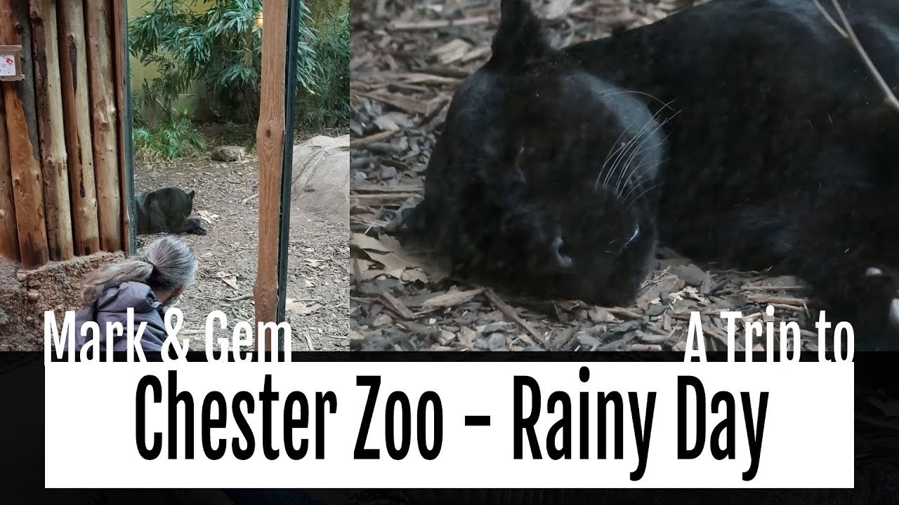 A Trip to Chester Zoo - A Rainy Day
