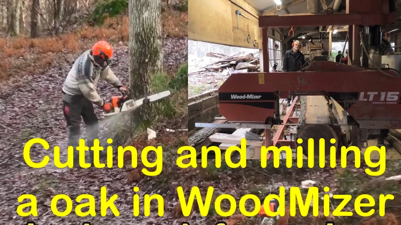 Cutting down and milling a oak log in WoodMizer Lt15 / Fäller och sågar en ekstock i WoodMizer Lt15