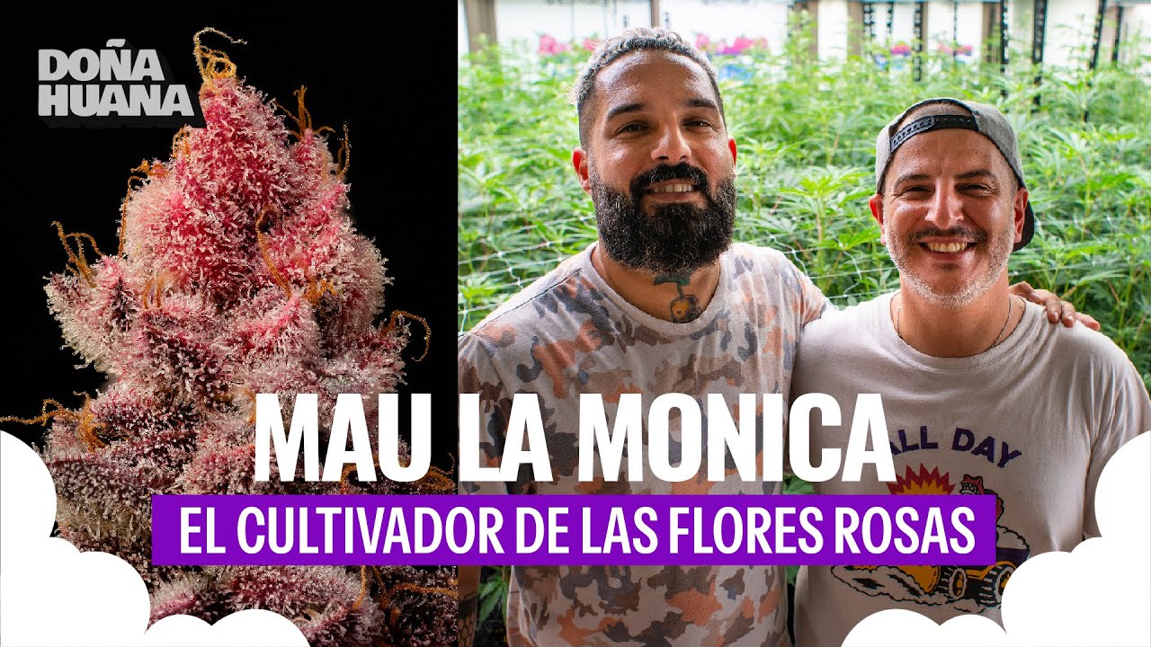MAULA / LA ZAZA / FLORES SON ROSAS? / COMO CONOCI&Oacute; AL DUKO? / COMO CULTIVA EN SU SALA