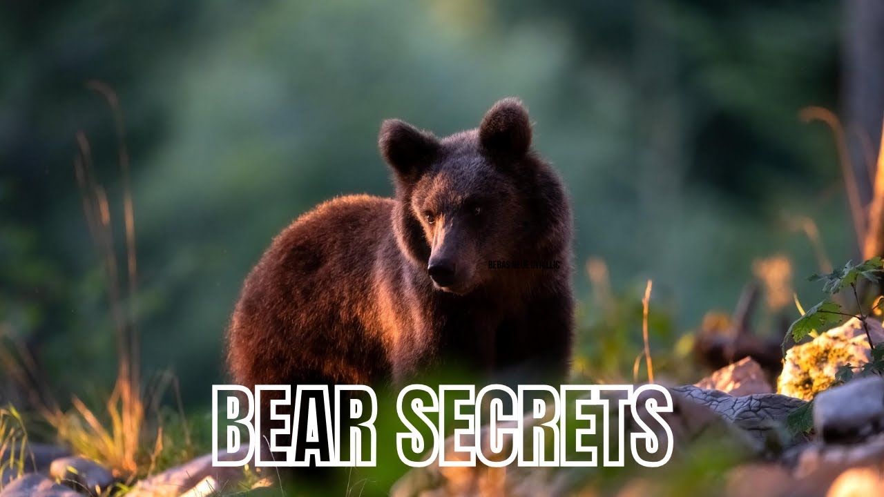 The Incredible Life of a Bear