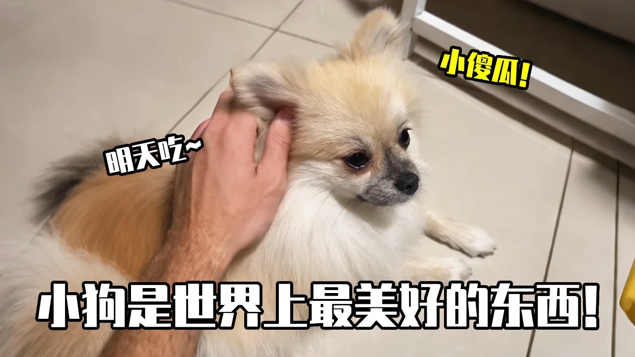 小狗可以为了一个人一件事，等很久很久，即使没有任何结果和回报，它们还会继续守着！#博美#宠物 #宠物记录