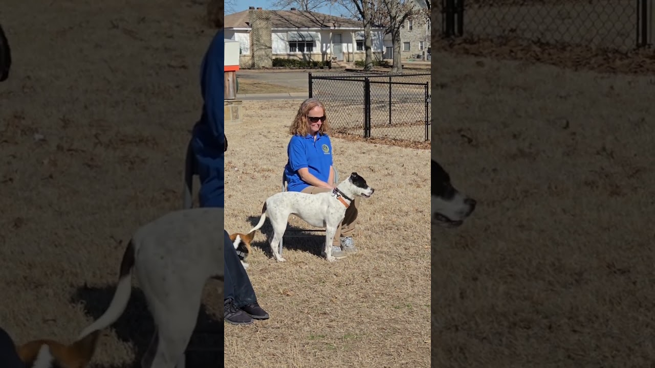 Ellie tested for her Canine Good Citizen test today and she passed!