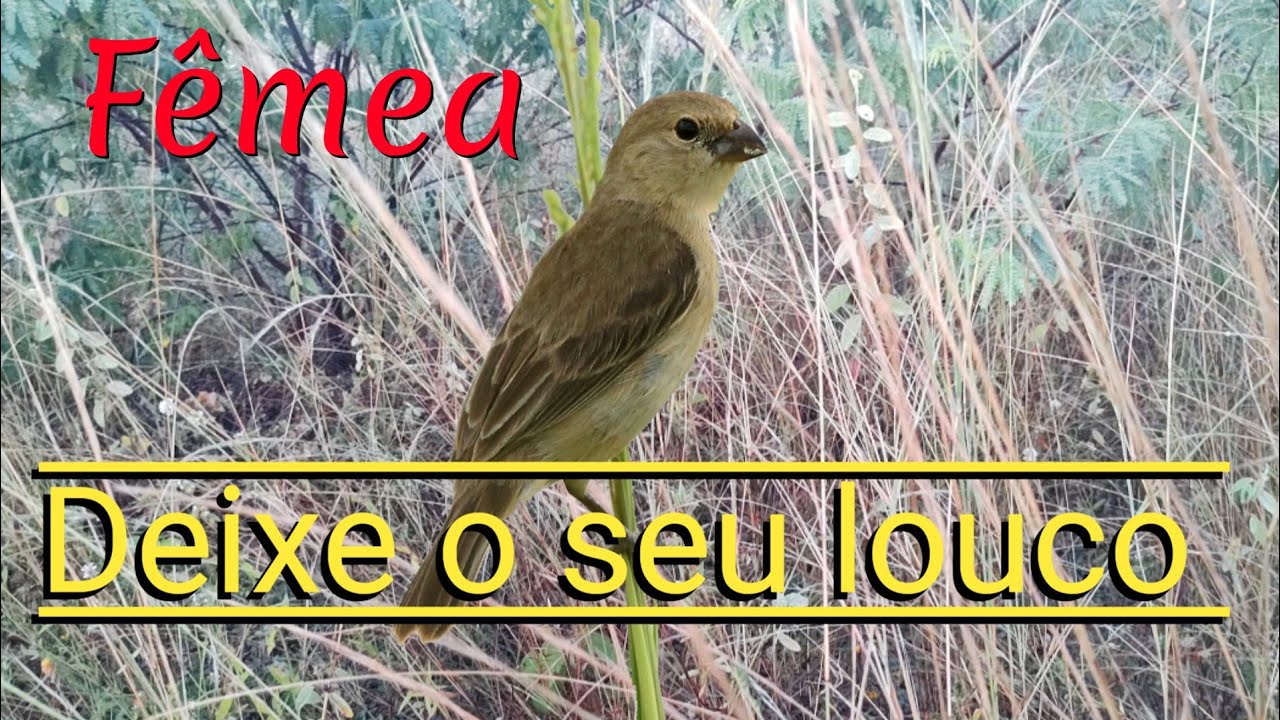 fêmea de caboclinho chamando para esquentar