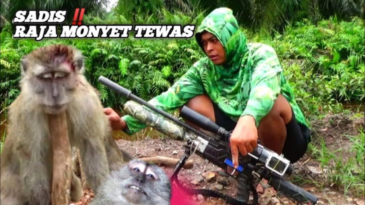 Pest control hama kera liar di perkebunan sawit//Berburu kera luar