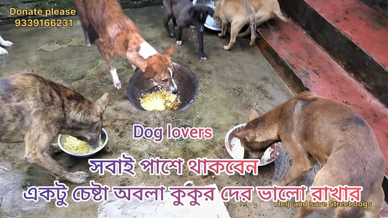 বাড়ির কুকুরদের খেতে দিলাম  অবলা প্রাণীদের পাশে দাঁড়ান #dogs #anmals #pets #straydog #doglife 
