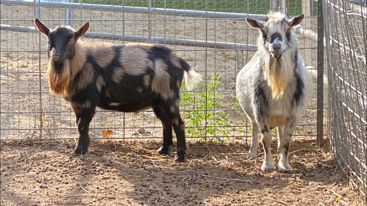 Yearly Nigerian Dwarf Buck Maintenance