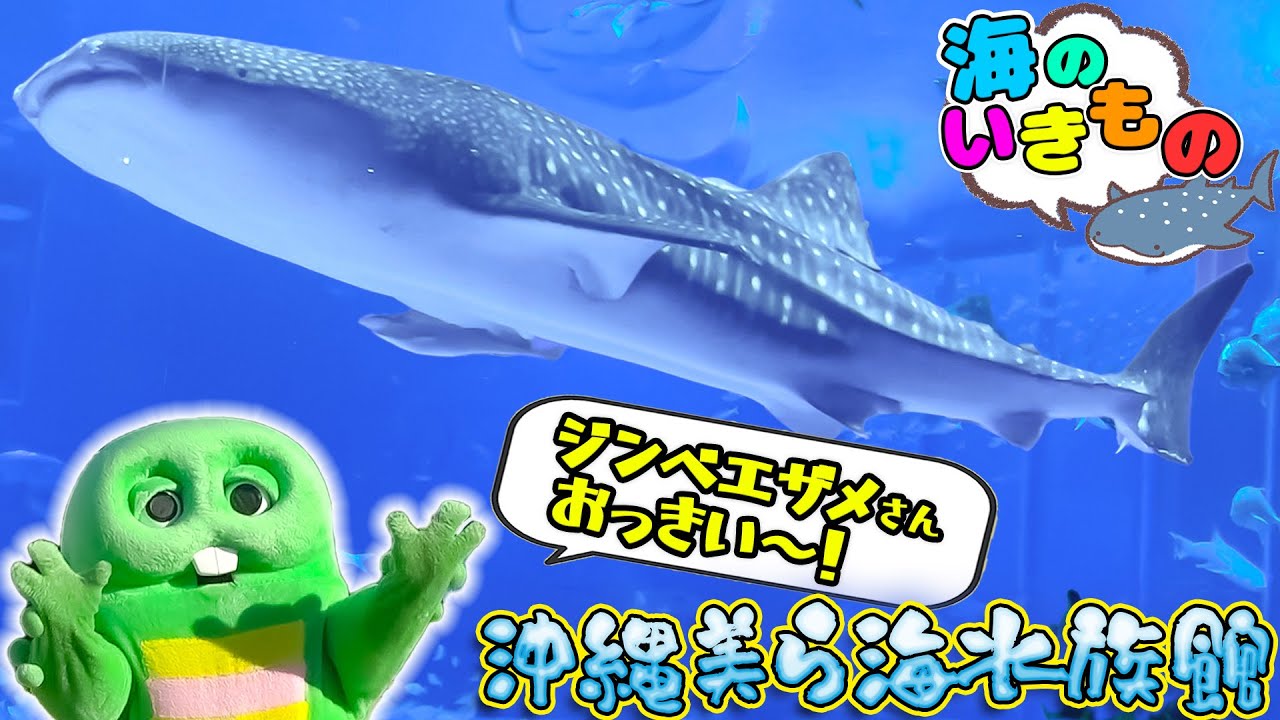 ジンベエザメやマンタに会いに沖縄に行ってきたよ〜♪【沖縄美ら海水族館】