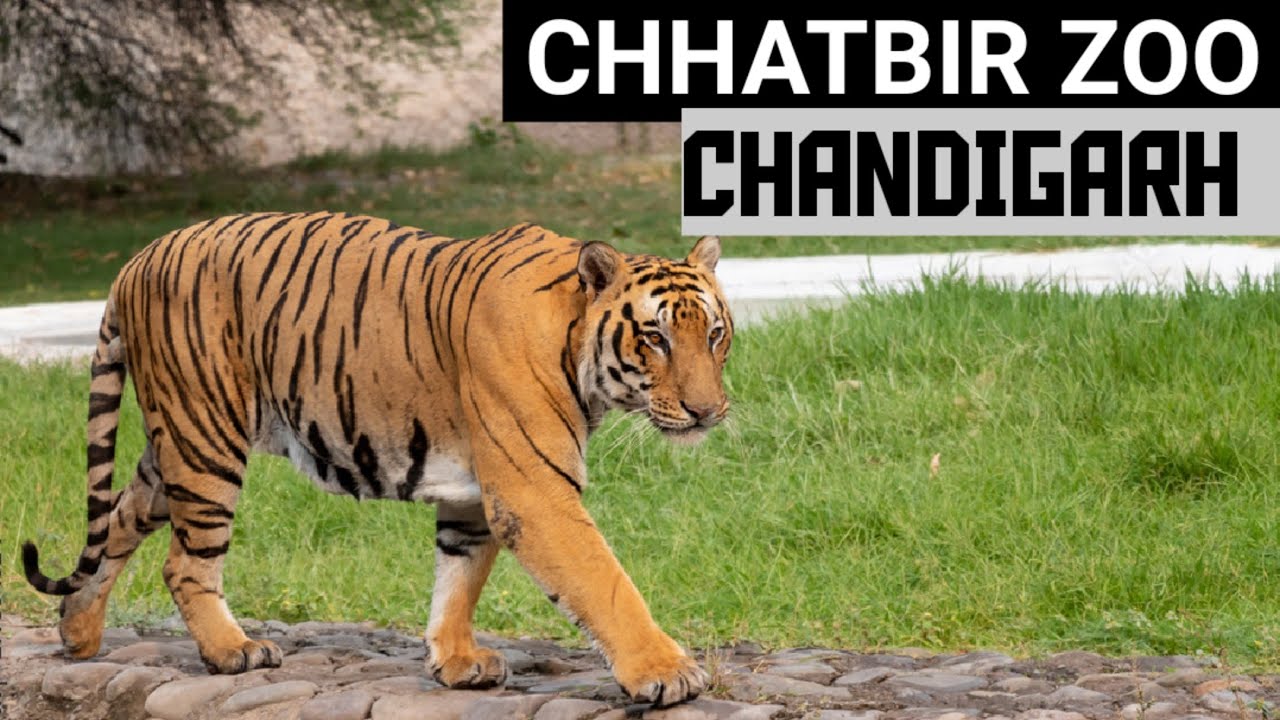 Chhatbir ZOO Chandigarh | Famous place in chandigarh