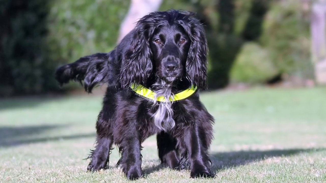 How to find a Missing Cat. Molly, The Uk's only Cat Detection Dog