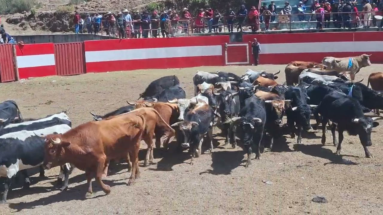 corrida de toros en mi querida de Sabayno  Antabamba Apur&iacute;mac 2025 de la familia Loayza Contreras