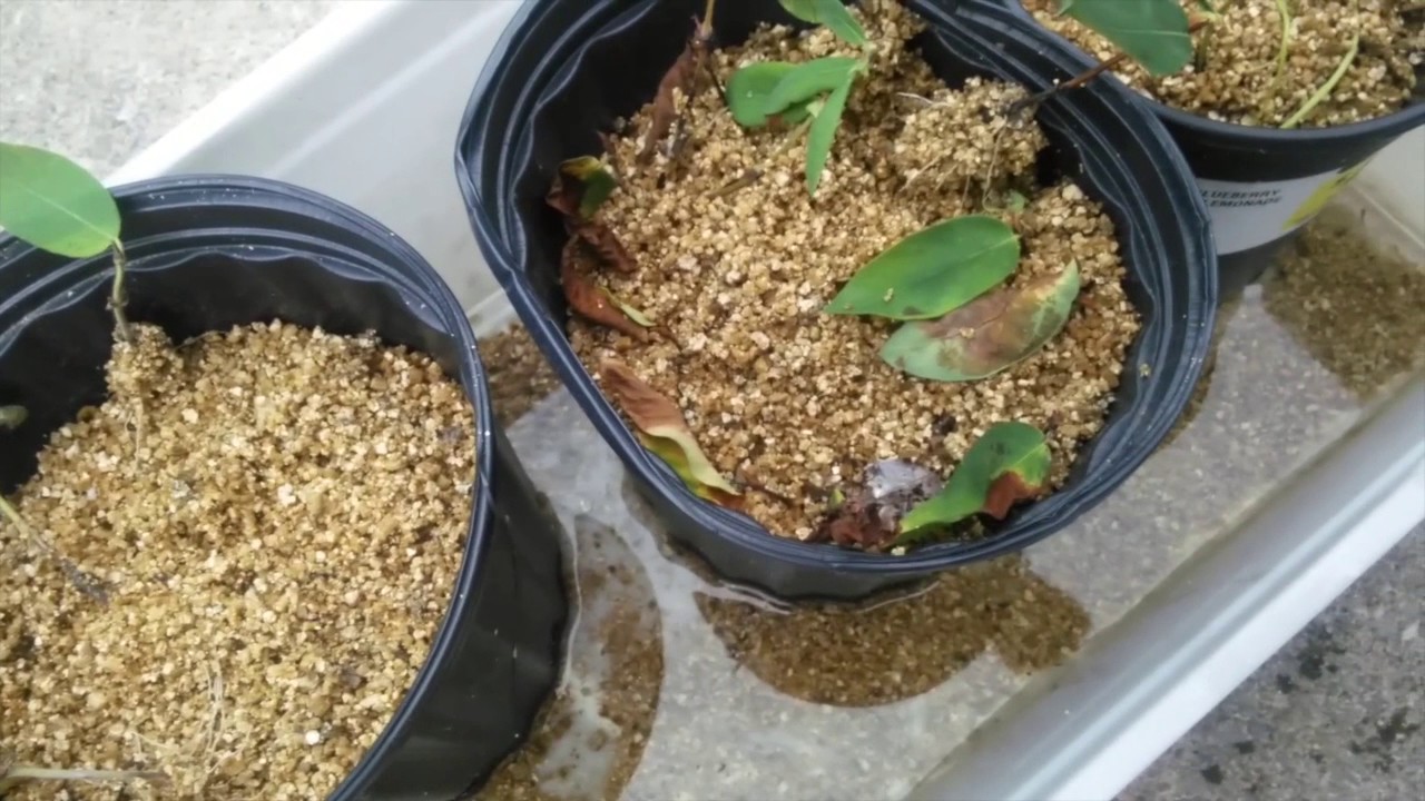Propagating honeyberries (haskap) from cuttings!