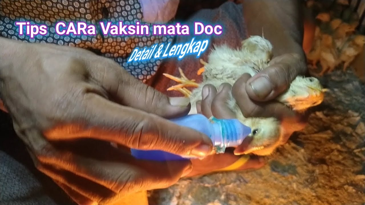 TUTORIAL Vaksin MATA ayam Doc | Pemula wajib Tonton !