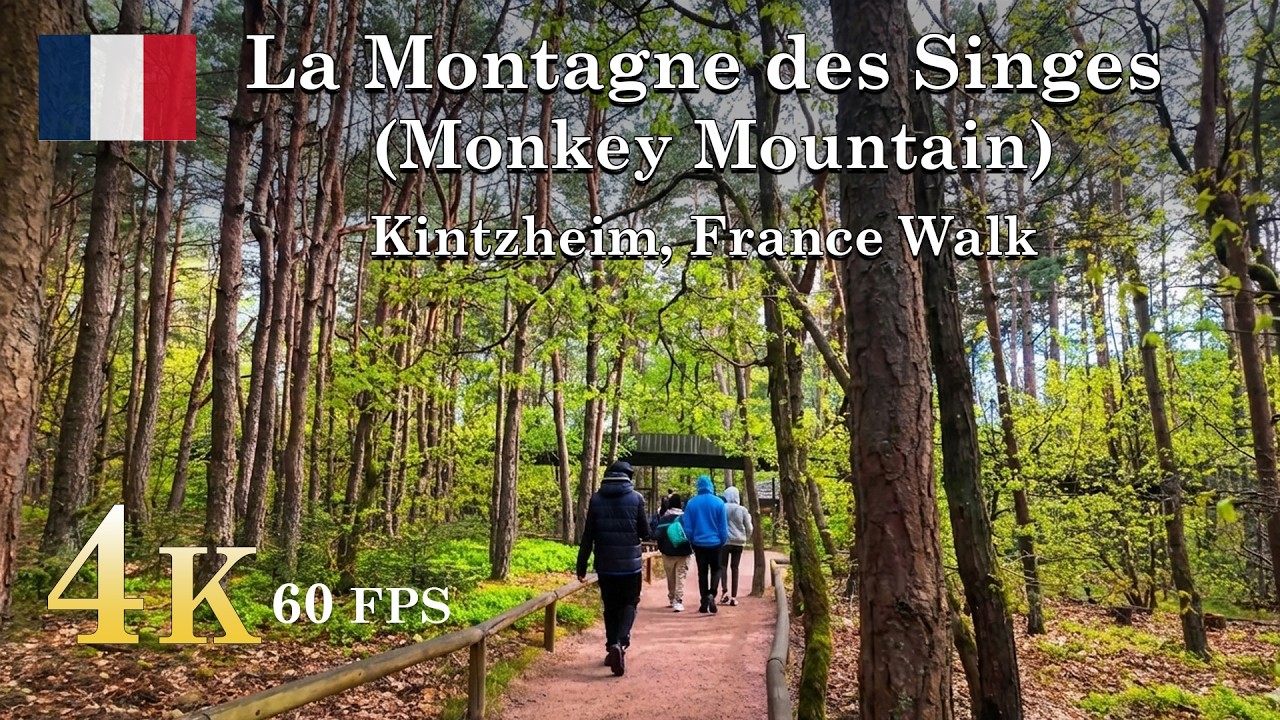 Walking Among Free-Roaming Monkeys! 🐒 (La Montagne des Singes) | 2025