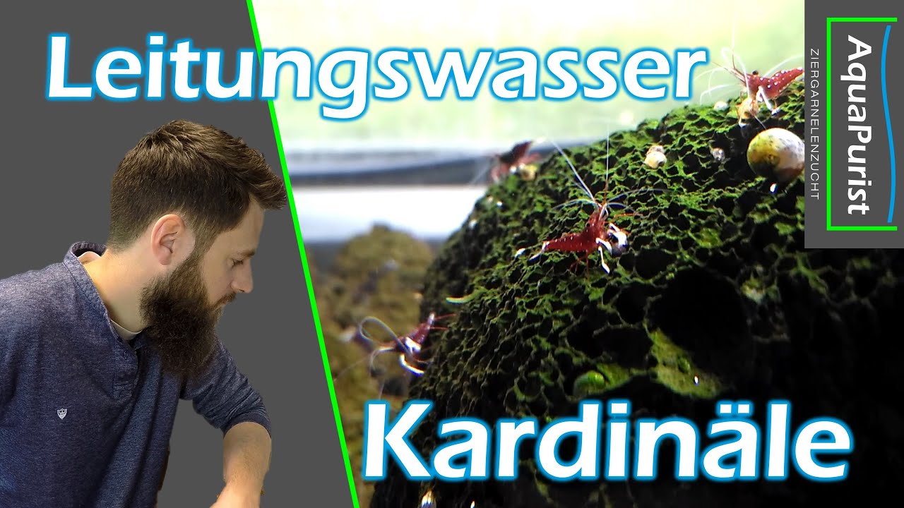 Kardinalsgarnelen in Leitungswasser? - Beispielbecken für Caridina dennerli einrichten